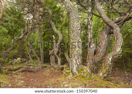 Untouched pine forest in Sweden, bent trees caused by growing in the wind