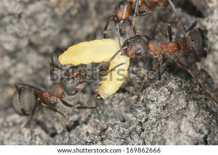 Wood ants (Formica rufa) transporting larva, extreme close-up with high magnification