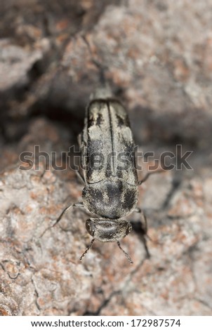 Tumbling flower beetle, Tomoxia bucephala on aspen wood, extreme close-up