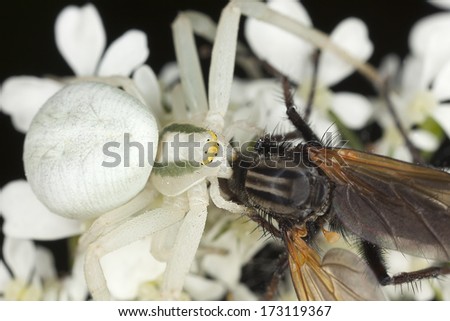 White crab spider, Misumena vatia feeding on caught fly, macro photo