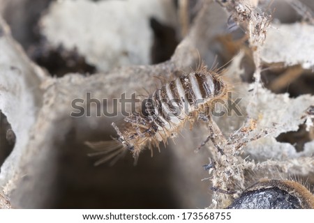 Dermestoid larva crawling on wasps nest