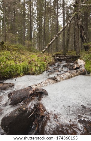 Natural forest with frozen stream, birch log in the ice, late autumn