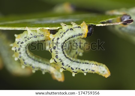 Hazel Sawfly larva, Croesus septentrionalis feeding on leaf