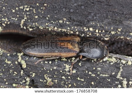 Click beetle, Ampedus tristis on burnt pine, macro photo