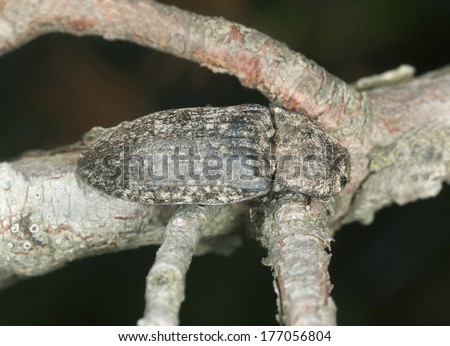 Click beetle, Agrypnus murina sitting on wood, macro photo
