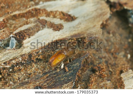Six-toothed spruce bark beetle, Pityogenes chalcographus