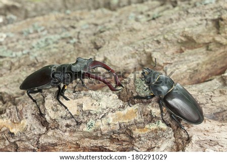 Male and female Stag beetles, Lucanus cervus on oak