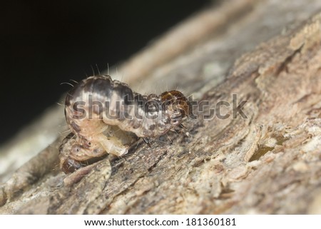 Geometer moth larva on wood