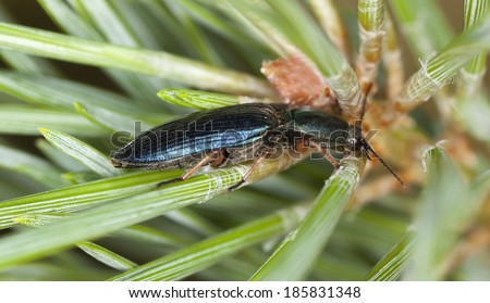 Click-beetle, Selatosomus aeneus on pine needle, macro photo