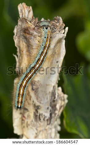 Lackey moth larva, Malacosoma neustria on wood