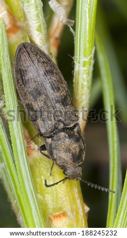 Click beetle on pine, macro photo