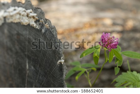 Red clover blooming beside wooden logs