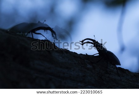 Two male Stag beetles, Lucanus cervus in twilight, shadows of one of the Stag beetles shown to show motion.