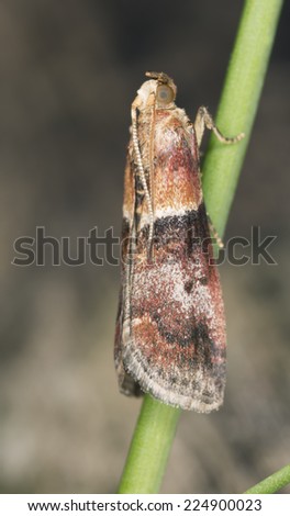 Small moth, macro photo