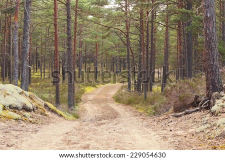 Forest road going through pine forest