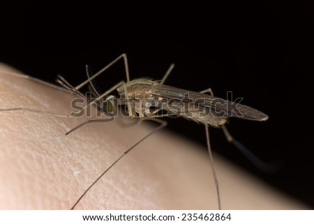 Anopheles mosquito sucking blood from human, extreme close-up