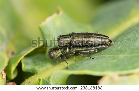 Metallic wood boring beetles, Agrilus, Buprestideae mating on leaf