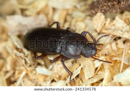 Flour beetle, Tenebrionidae on sawdust