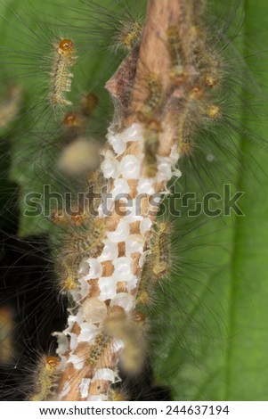 Moth larvae hatching
