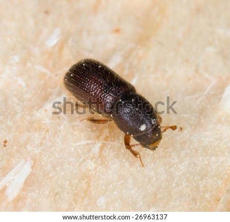 Six-toothed spruce bark beetle. Major pest on woods.