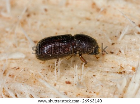 Six-toothed spruce bark beetle. Major pest on woods.