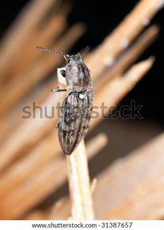 Click beetle sitting on wood. Extreme close-up