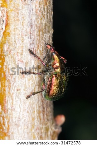 stock-photo-cherry-weevil-rhynchites-auratus-31472578.jpg