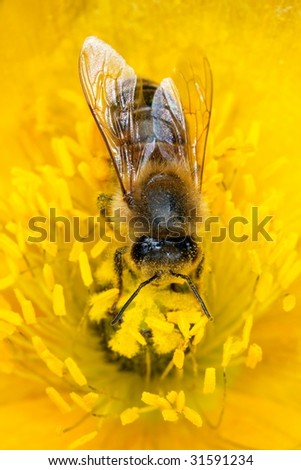 Honey bee pollinating on yellow poppy. Macro photo.