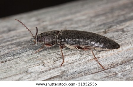 Click beetle on wood. Extreme close-up.