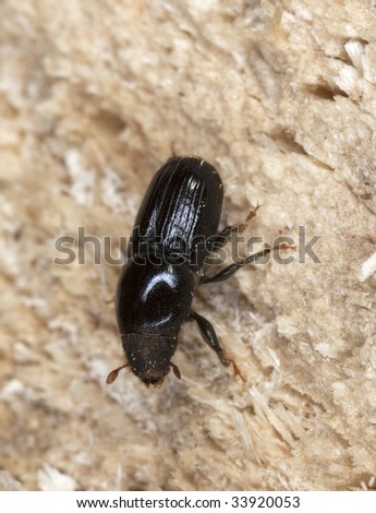 Spruce bark beetle on wood. This beetle is a major pest on woods. Extreme close-up.