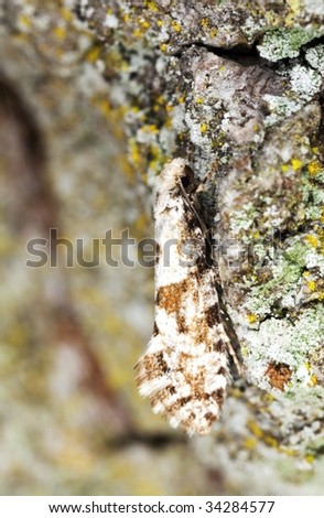 Small moth sitting on a tree. Extreme close-up
