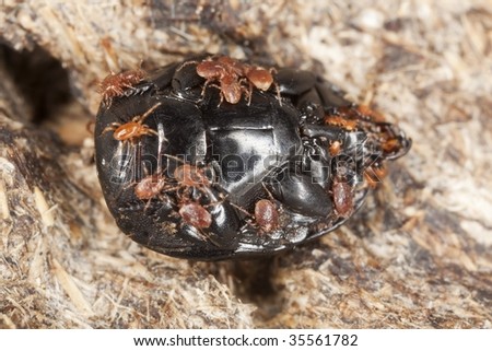 Photo showing parasites on dung beetle. Extreme close-up.
