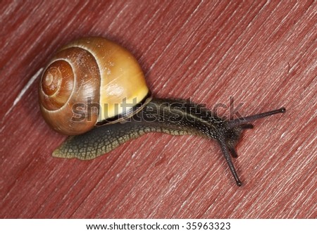 Snail crawling on wooden door. Extreme close-up.