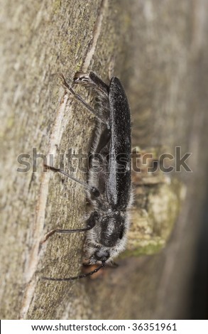 Old house borer (Hylotrupes bajulus) laying eggs on wood. This beetle is a major pest on wooden houses. Macro photo.
