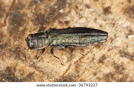 Metallic wood boring beetle. Extreme close up.