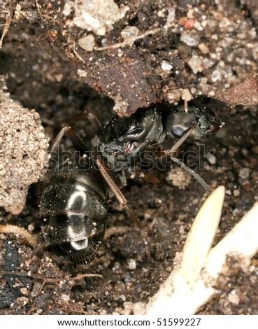 Black ant queen. Extreme close-up.