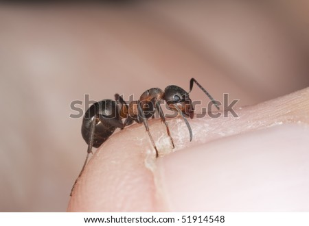 Angry ant biting finger. Extreme close-up with high magnification.