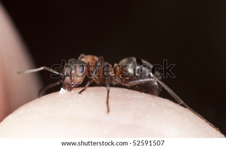 Ant Skin