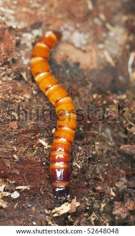 Click beetle larvae. Extreme close-up