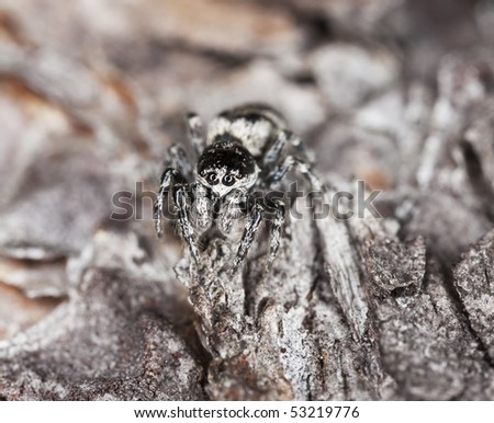 Jumping spider sitting on wood. Extreme close-up.