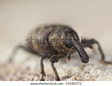 Snout beetle (Hylobius abietis) Macro photo. This beetle is a pest on pine trees.