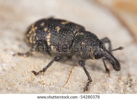 Snout beetle (Hylobius abietis) Macro photo. This beetle is a pest on pine trees. High magnification.