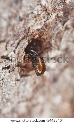 Extreme close-up of a Bark borer working on wood. This beetle is a major pest on woods.