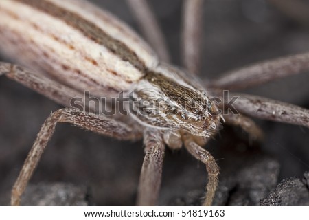 Running crab spider. Extreme close-up with high magnification