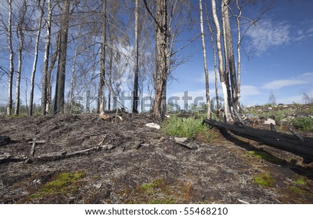 Dead trees after a forest fire. Many endangered spieces needs this kind of environment.