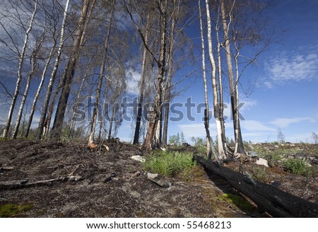 Dead trees after a forest fire. Many endangered spieced needs this kind of environment.