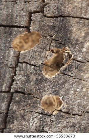 Holes in wood after beetle hatching.