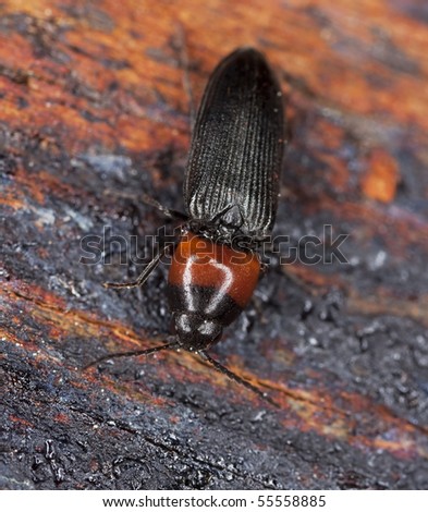 Click beetle (Cardiophorus ruficollis) on wood, extreme close-up