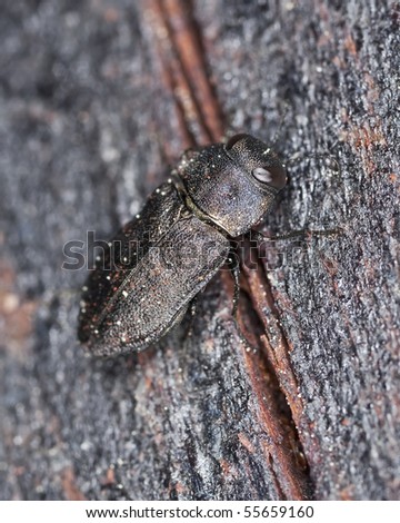 Metallic wood-boring beetle on wood.
