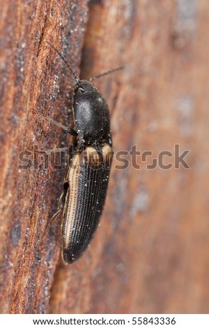 Click beetle, Ampedus tristis on wood. Macro photo.
